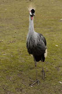 Grey Crowned Crane full body view Captured at the BestZOO, the Netherlands. Balearica regulorum,BestZOO,Geotagged,Grey Crowned Crane,The Netherlands