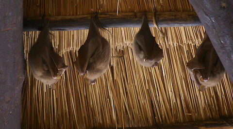 Fruit Bats hideout Fruit bats during daytime sleeping on the inside of a large parasol. Bats,Epomophorus crypturus,Fruit Bat,Kruger,Peterss Epauletted Fruit Bat