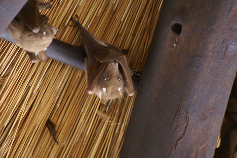 Fruit bat awakening Closeup of a fruitbat sleeping on the inside of a parasol at Kruger National PArk. Bats,Epomophorus crypturus,Fruit Bat,Kruger,Peterss Epauletted Fruit Bat