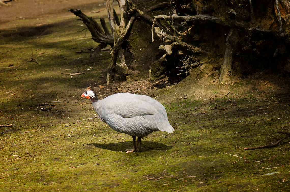 Helmeted Guineafowl My first thought after seeing this bird: food on legs. The first thing to chase when stranded on an island. BestZOO,Geotagged,Helmeted Guineafowl,Numida meleagris,The Netherlands