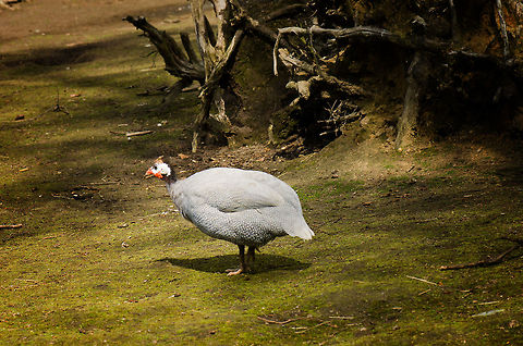 Helmeted Guineafowl My first thought after seeing this bird: food on legs. The first thing to chase when stranded on an island. BestZOO,Geotagged,Helmeted Guineafowl,Numida meleagris,The Netherlands