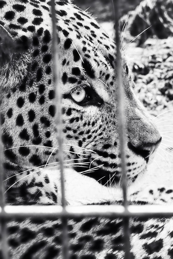 Sri Lankan Leopard at BestZoo One of the most stunning big cats I've ever seen. I'll showcase their beauty with color photos soon :) BestZOO,Geotagged,Panthera pardus kotiya,Sri Lankan Leopard,The Netherlands