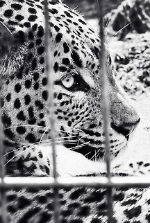 Sri Lankan Leopard at BestZoo One of the most stunning big cats I've ever seen. I'll showcase their beauty with color photos soon :) BestZOO,Geotagged,Panthera pardus kotiya,Sri Lankan Leopard,The Netherlands