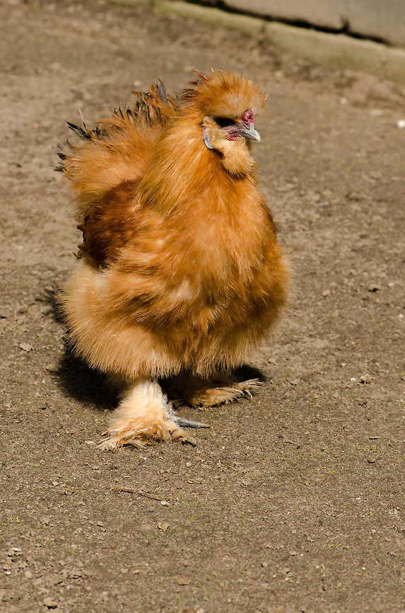 There's a new sheriff in town... Meet the &quot;Gallus gallus domesticus brisson&quot;, which is latin for &quot;confident bad-ass chicken&quot;. BestZOO,Chicken,Domestic Chicken,Gallus gallus,Gallus gallus var. domesticus