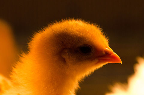 Quest of Life The BestZOO has a room where you can see and touch young chicks like these. Although they may trigger a definite "awwwwww" response, I couldn't help but feel sorry for them. The lucky ones are roughly handled by children all day long, the unlucky ones end up as food for several birds of prey that the park has. Good luck buddy, I hope you beat the odds. BestZOO,Chicken,Domestic Chicken,Gallus gallus,Gallus gallus var. domesticus,Geotagged,The Netherlands