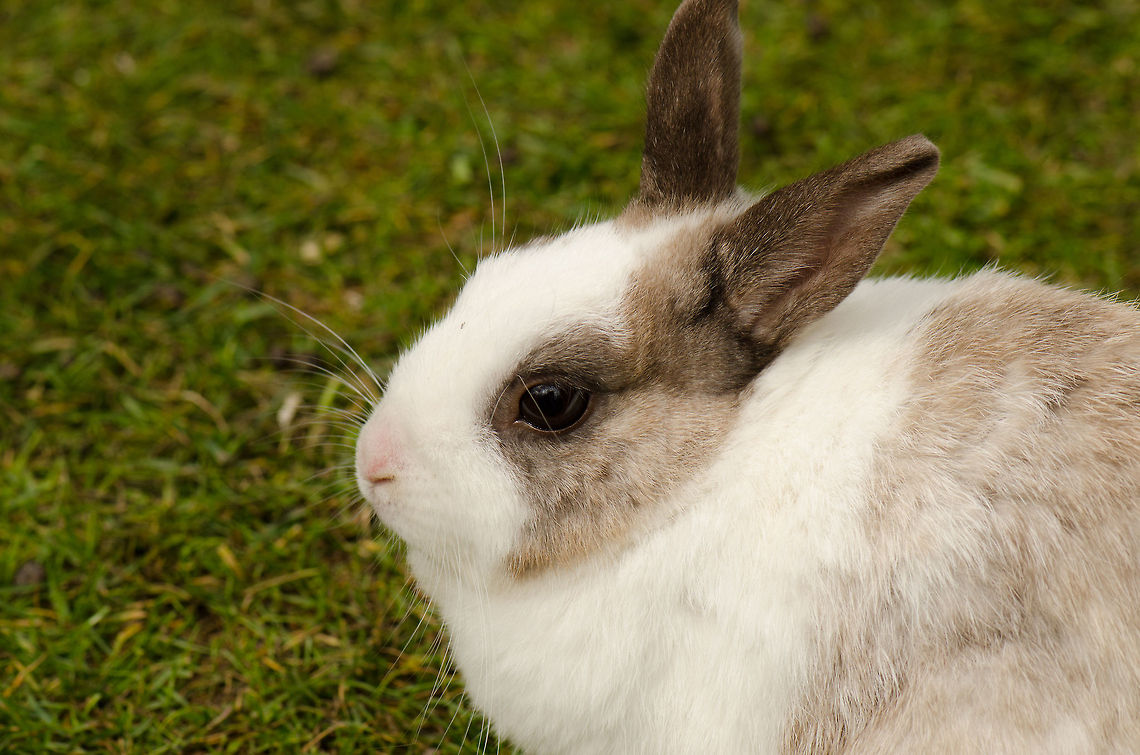Wabbit Another domestic specie at the BestZOO, mostly there for kids to enjoy. BestZOO,European Rabbit,Geotagged,Oryctolagus cuniculus,The Netherlands