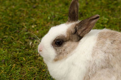 Wabbit Another domestic specie at the BestZOO, mostly there for kids to enjoy. BestZOO,European Rabbit,Geotagged,Oryctolagus cuniculus,The Netherlands