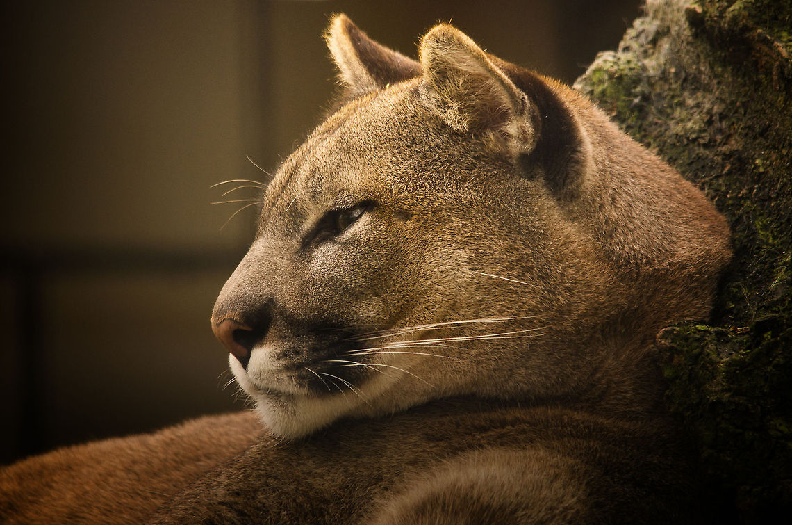 Cougar at rest One of the awesome big cats at the BestZoo, the Netherlands. On interesting facts about the cougar (or Puma as it is often called in Europe) is its diet. It will eat almost anything, ranging from insects to big hoofed animals, it will eat live prey as well as scavenge on dead animals. Whatever it takes to survive, the cougar will eat.  BestZOO,Cougar,Geotagged,Puma concolor,The Netherlands