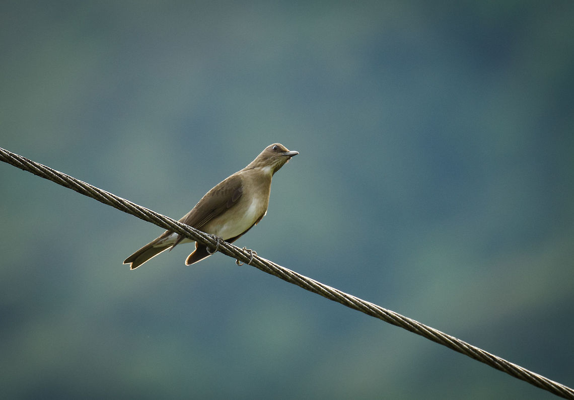 Tropical Mockingbird, Santa Mar&iacute;a, Colombia Perched on electricity wires, found near our hotel. Boyac&aacute;,Colombia,Fall,Geotagged,Mimus gilvus,Santa Mar&iacute;a,South America,Tropical Mock,World