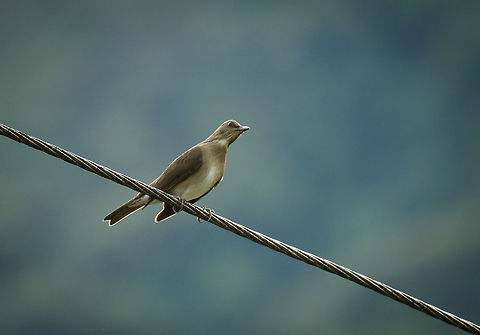 Tropical Mockingbird, Santa María, Colombia Perched on electricity wires, found near our hotel. Boyacá,Colombia,Fall,Geotagged,Mimus gilvus,Santa María,South America,Tropical Mock,World