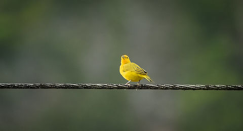 Saffron Finch, Santa María, Colombia Perched on electricity wire near our hotel. Boyacá,Colombia,Saffron Finch,Santa María,Sicalis flaveola,South America,World