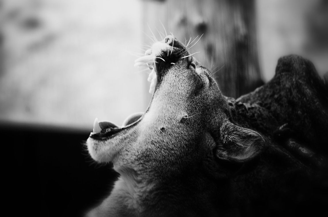 Cougar Yawn Credit for this one goes to my girl Henriette. BestZOO,Cougar,Geotagged,Puma concolor,The Netherlands,b&w