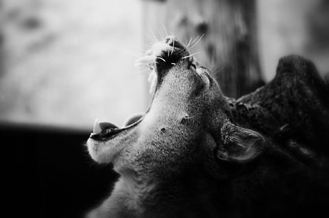 Cougar Yawn Credit for this one goes to my girl Henriette. BestZOO,Cougar,Geotagged,Puma concolor,The Netherlands,b&w