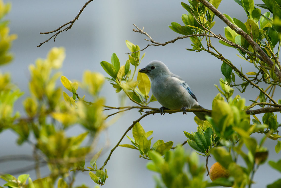 Blue-gray Tanager - side view, Santa Mar&iacute;a, Colombia  Blue-gray Tanager,Boyac&aacute;,Colombia,Fall,Geotagged,Santa Mar&iacute;a,South America,Thraupis episcopus,World