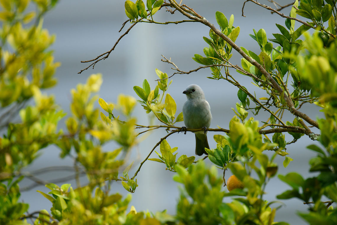 Blue-gray Tanager, Santa María, Colombia  Blue-gray Tanager,Boyacá,Colombia,Santa María,South America,Thraupis episcopus,World