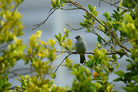 Blue-gray Tanager, Santa Mar&iacute;a, Colombia  Blue-gray Tanager,Boyac&aacute;,Colombia,Santa Mar&iacute;a,South America,Thraupis episcopus,World