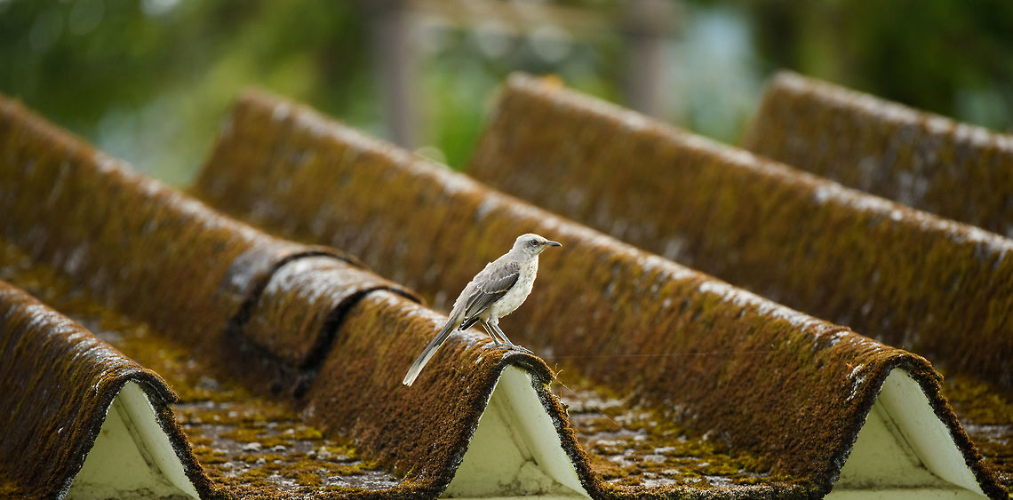 Tropical Mockingbird perched on roof, Santa Mar&iacute;a, Colombia  Boyac&aacute;,Colombia,Mimus gilvus,Santa Mar&iacute;a,South America,Tropical Mock,World