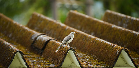 Tropical Mockingbird perched on roof, Santa María, Colombia  Boyacá,Colombia,Mimus gilvus,Santa María,South America,Tropical Mock,World