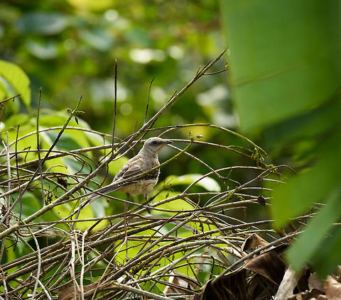 Tropical Mockingbird perched in bushes, Santa María, Colombia  Boyacá,Colombia,Fall,Geotagged,Mimus gilvus,Santa María,South America,Tropical Mock,World