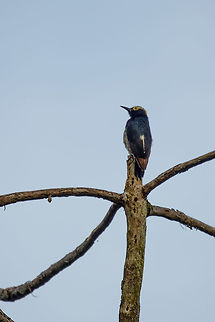 Yellow-tufted woodpecker, Santa María, Colombia From quite a distance, so heavily cropped. Boyacá,Colombia,Fall,Geotagged,Melanerpes cruentatus,Santa María,South America,World,Yellow-tufted woodpecker