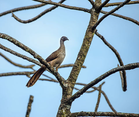 Andean guan, Santa María, Colombia In case you're wondering where the typical red wattle is, you'll have to zoom in deeply to see it.
https://www.jungledragon.com/image/47917/andean_guan_closeup_santa_mara_colombia.html Andean guan,Boyacá,Colombia,Fall,Geotagged,Penelope montagnii,Santa María,South America,World