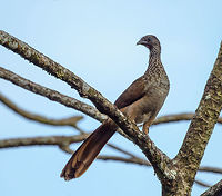 Andean guan closeup, Santa María, Colombia  Andean guan,Boyacá,Colombia,Fall,Geotagged,Penelope montagnii,Santa María,South America,World