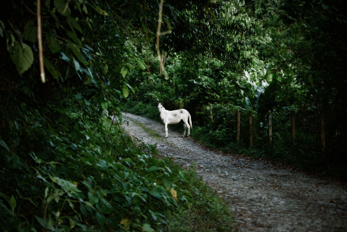 Mystery horse, Santa Mar&iacute;a, Colombia I normally don't post domestic animals, as it is generally discouraged on the site. Making an exception for this one though. We were experiencing the last light of day in Santa Mar&iacute;a, Colombia when on our path we found this free roaming white horse. It seemed to lure us in deeper into the forest, each time walking ahead of us and turning around as if to check if we were following. <br />
<br />
It was an almost fairy tale experience. Until we were ultimately led into a military post, and searched. That kind of ruined the illusion. Still, the military staff did help us spot some owls :) Boyac&aacute;,Colombia,Domestic horse,Equus ferus caballus,Santa Mar&iacute;a,South America,World