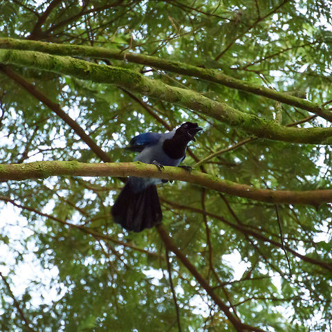 Violaceous jay, Santa María, Colombia Beautiful, large and noisy, with a variety of calls. Boyacá,Colombia,Cyanocorax violaceus,Fall,Geotagged,Santa María,South America,Violaceous jay,World