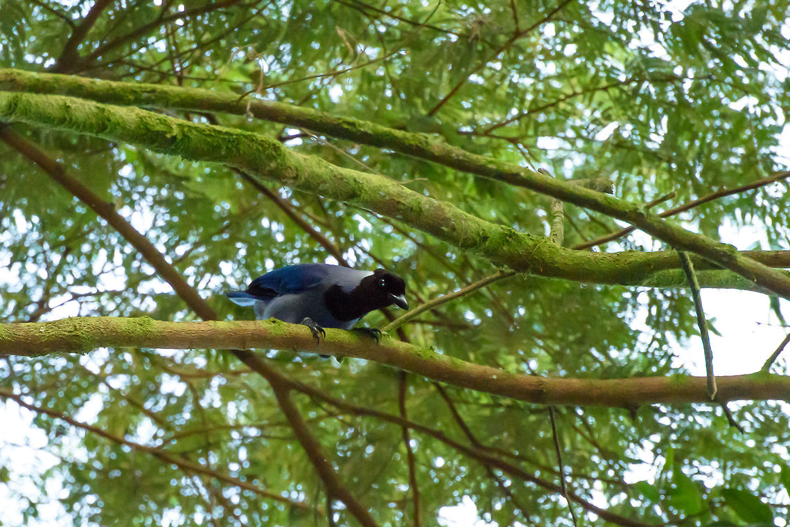 Violaceous jay - II, Santa María, Colombia &quot;What brings you to my forest?&quot; Boyacá,Colombia,Cyanocorax violaceus,Fall,Geotagged,Santa María,South America,Violaceous jay,World