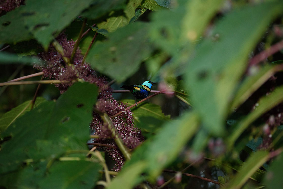 Blue-necked tanager, Santa Mar&iacute;a, Colombia Not a great composition, yet this angle does show of the rich palette of color this tanager has. Blue-necked tanager,Boyac&aacute;,Colombia,Fall,Geotagged,Santa Mar&iacute;a,South America,Tangara cyanicollis,World