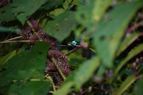 Blue-necked tanager, Santa Mar&iacute;a, Colombia Not a great composition, yet this angle does show of the rich palette of color this tanager has. Blue-necked tanager,Boyac&aacute;,Colombia,Fall,Geotagged,Santa Mar&iacute;a,South America,Tangara cyanicollis,World