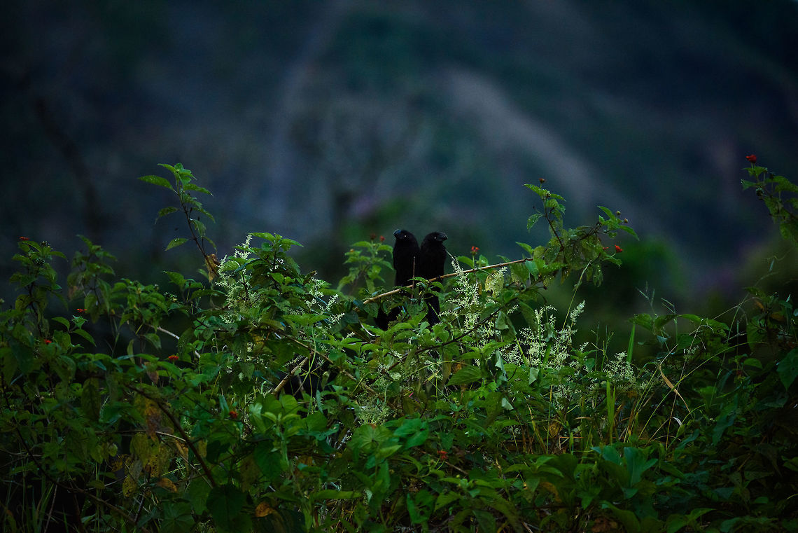 Smooth-billed ani couple, Santa Mar&iacute;a, Colombia The light was getting too low for normal photography, so I used flash, which of course has limitations on a large range zoom lens. Even worse, I initially forgot to take the diffuser cap off, leading to very little light hitting these birds. Yet, it kind of captures the atmosphere of how we saw it with our naked eyes, so I kept it this way. Boyac&aacute;,Colombia,Crotophaga ani,Fall,Geotagged,Santa Mar&iacute;a,Smooth-billed ani,South America,World