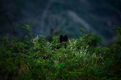 Smooth-billed ani couple, Santa María, Colombia The light was getting too low for normal photography, so I used flash, which of course has limitations on a large range zoom lens. Even worse, I initially forgot to take the diffuser cap off, leading to very little light hitting these birds. Yet, it kind of captures the atmosphere of how we saw it with our naked eyes, so I kept it this way. Boyacá,Colombia,Crotophaga ani,Fall,Geotagged,Santa María,Smooth-billed ani,South America,World