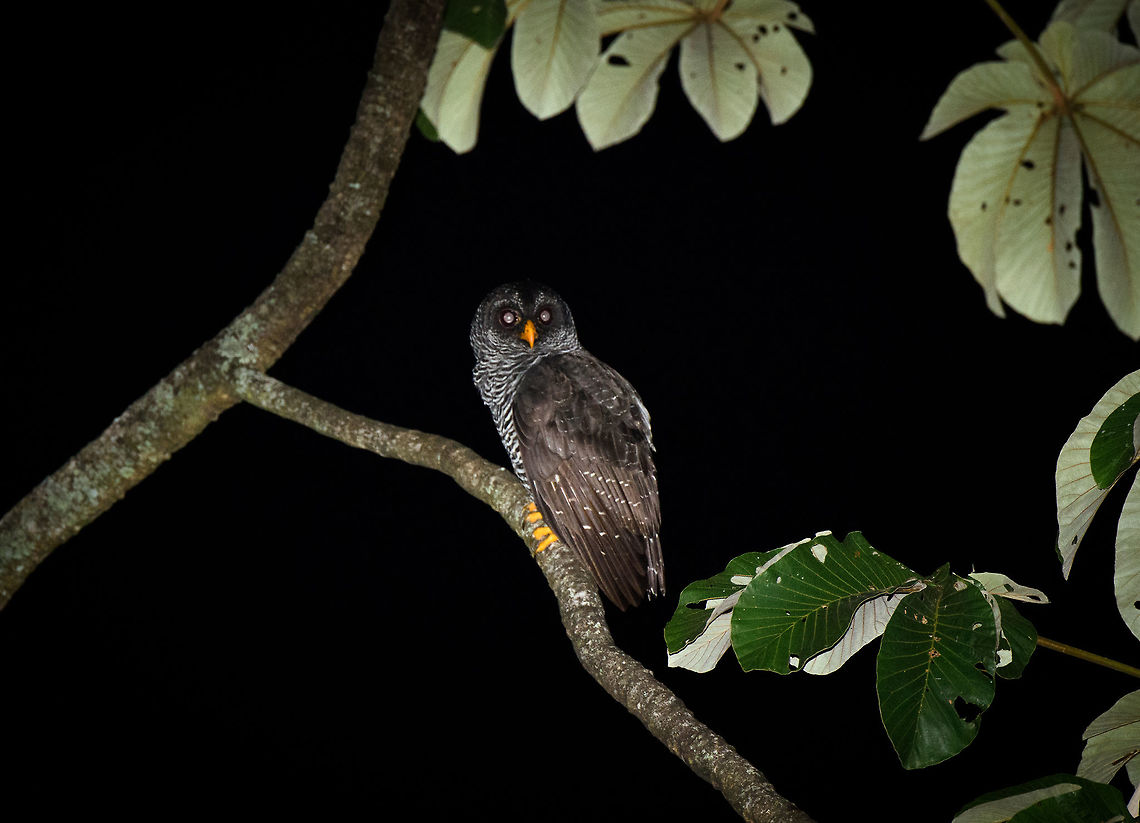 Black-and-white owl, Santa María, Colombia Pretty happy with this one, given circumstances. We were at a military stop where after being searched, the staff actually helped us to find this owl, together with our guide who used playback. I used the SB-900 flash at almost full strength to cover the big distance. Still blows my mind you can use a 80-400mm zoom lens this way in the pitch black. Black-and-white owl,Boyacá,Colombia,Fall,Geotagged,Santa María,South America,Strix nigrolineata,World