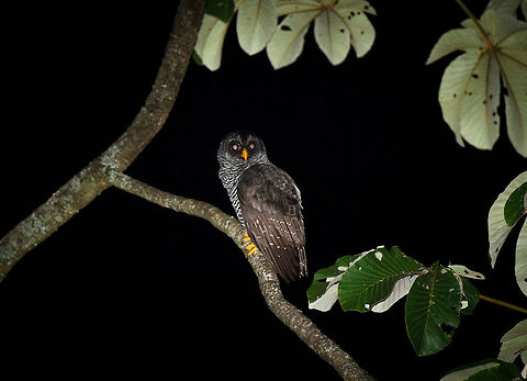 Black-and-white owl, Santa Mar&iacute;a, Colombia Pretty happy with this one, given circumstances. We were at a military stop where after being searched, the staff actually helped us to find this owl, together with our guide who used playback. I used the SB-900 flash at almost full strength to cover the big distance. Still blows my mind you can use a 80-400mm zoom lens this way in the pitch black. Black-and-white owl,Boyac&aacute;,Colombia,Fall,Geotagged,Santa Mar&iacute;a,South America,Strix nigrolineata,World