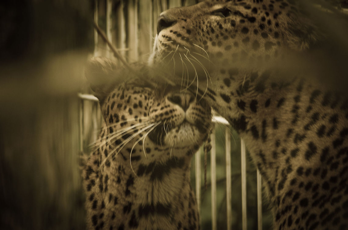 Sri Lankan Leopard and cub It's quite unsharp but I want to share the moment anyway of this Sri Lankan Leopard cub head rubbing his or her mother, a behavior common across all cats, including the domestic cat. In fact, it is the way I wake up almost every single day: our cat head butting me awake for food. BestZOO,Panthera pardus kotiya,Sri Lankan Leopard