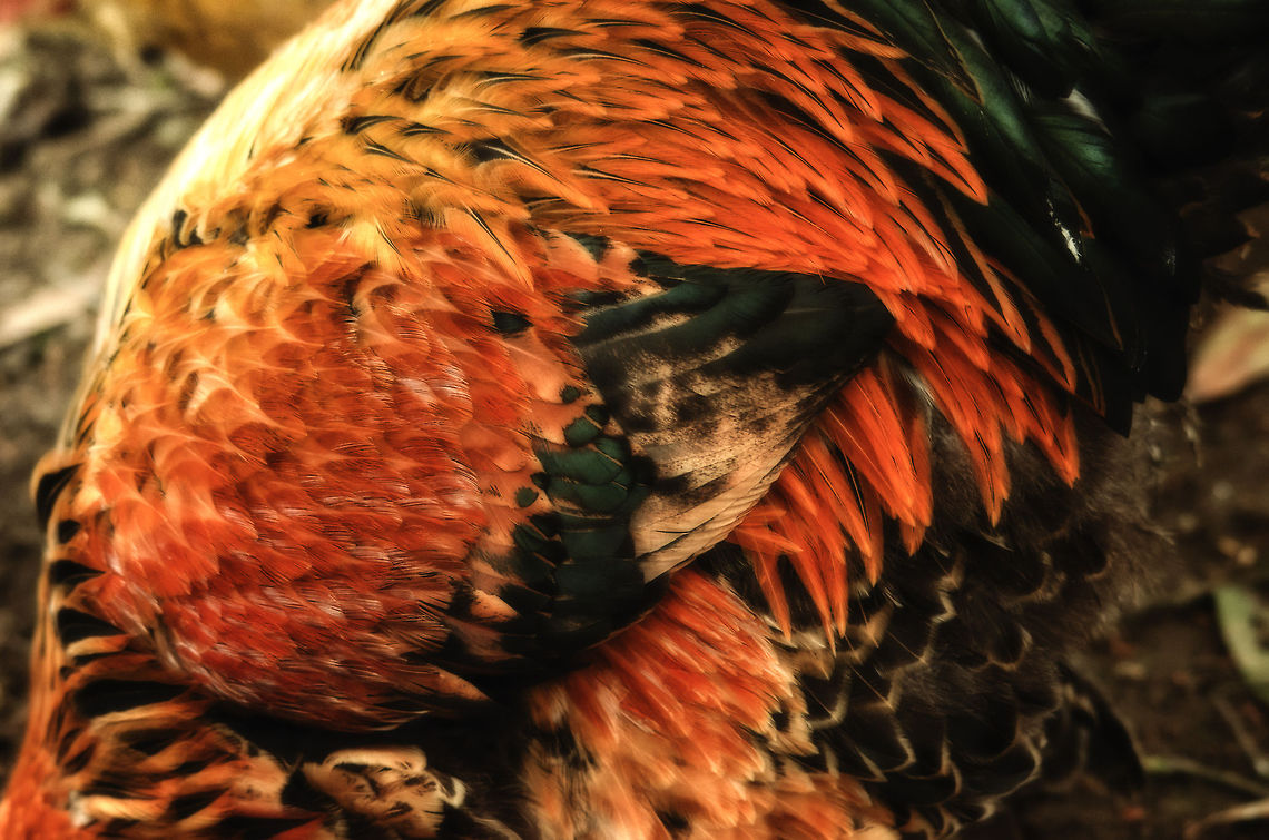 Birds of a Feather: Brahma Chicken Feather closeup of the Brahma Chicken, an Asian breed of chickens. BestZOO,Chicken,Domestic Chicken,Gallus gallus,Gallus gallus var. domesticus,Geotagged,The Netherlands