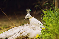 White Peafowl The White Peafowl is not a seperate specie, instead it is a result of selective breeding. The result is a so-called Leucism, a condition of reduced pigmentation. BestZOO,Geotagged,Indian Peacock,Leucism,Pavo cristatus,The Netherlands