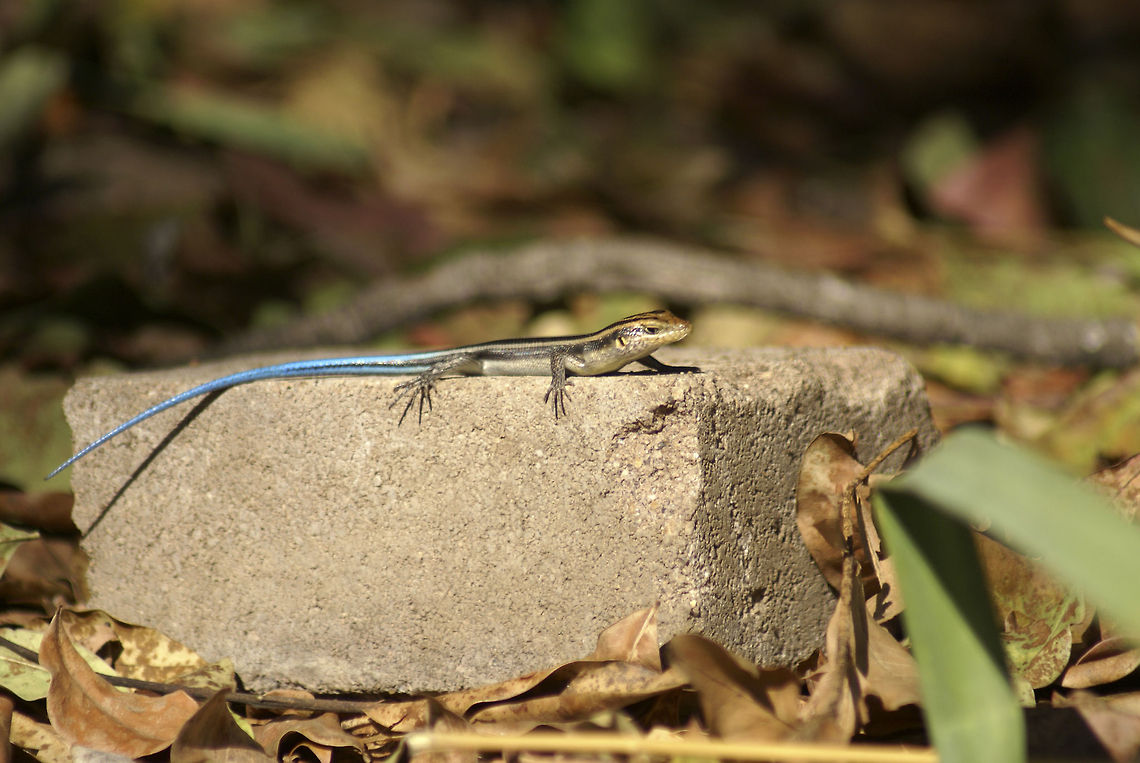 The Five-lined Mabuya / Rainbow skink Small skink with a long and bright blue tail sits on a brick in South Africa. Five-lined Mabuya,Reptiles,South Africa,Squamata,Trachylepis quinquetaeniata,skink