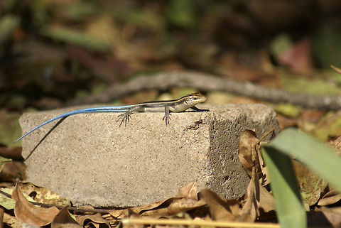 The Five-lined Mabuya / Rainbow skink Small skink with a long and bright blue tail sits on a brick in South Africa. Five-lined Mabuya,Reptiles,South Africa,Squamata,Trachylepis quinquetaeniata,skink