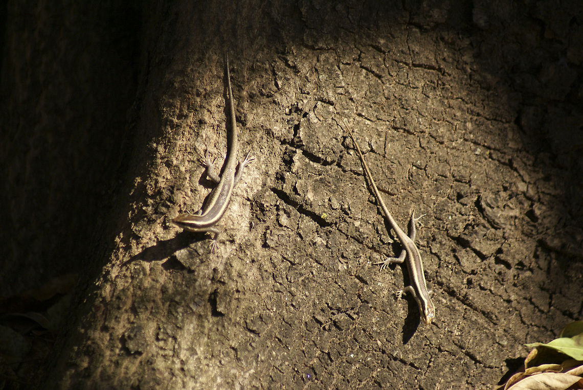 Five-lined Mabuyas These rapid creatures seldomly stay still. Quite a nice camouflage they have, yet the Dragon sees all.  Camouflage,Five-lined Mabuya,Reptiles,South Africa,Squamata,Trachylepis quinquetaeniata,skink