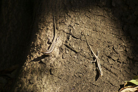 Five-lined Mabuyas These rapid creatures seldomly stay still. Quite a nice camouflage they have, yet the Dragon sees all.  Camouflage,Five-lined Mabuya,Reptiles,South Africa,Squamata,Trachylepis quinquetaeniata,skink