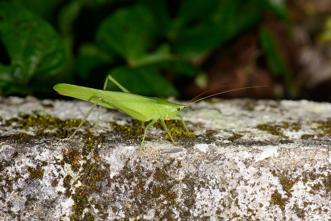 Katydid, Santa María, Colombia  Boyacá,Colombia,Santa María,South America,World