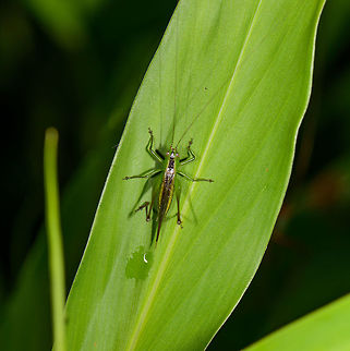 Katydid on leaf, Santa María, Colombia  Boyacá,Colombia,Santa María,South America,World