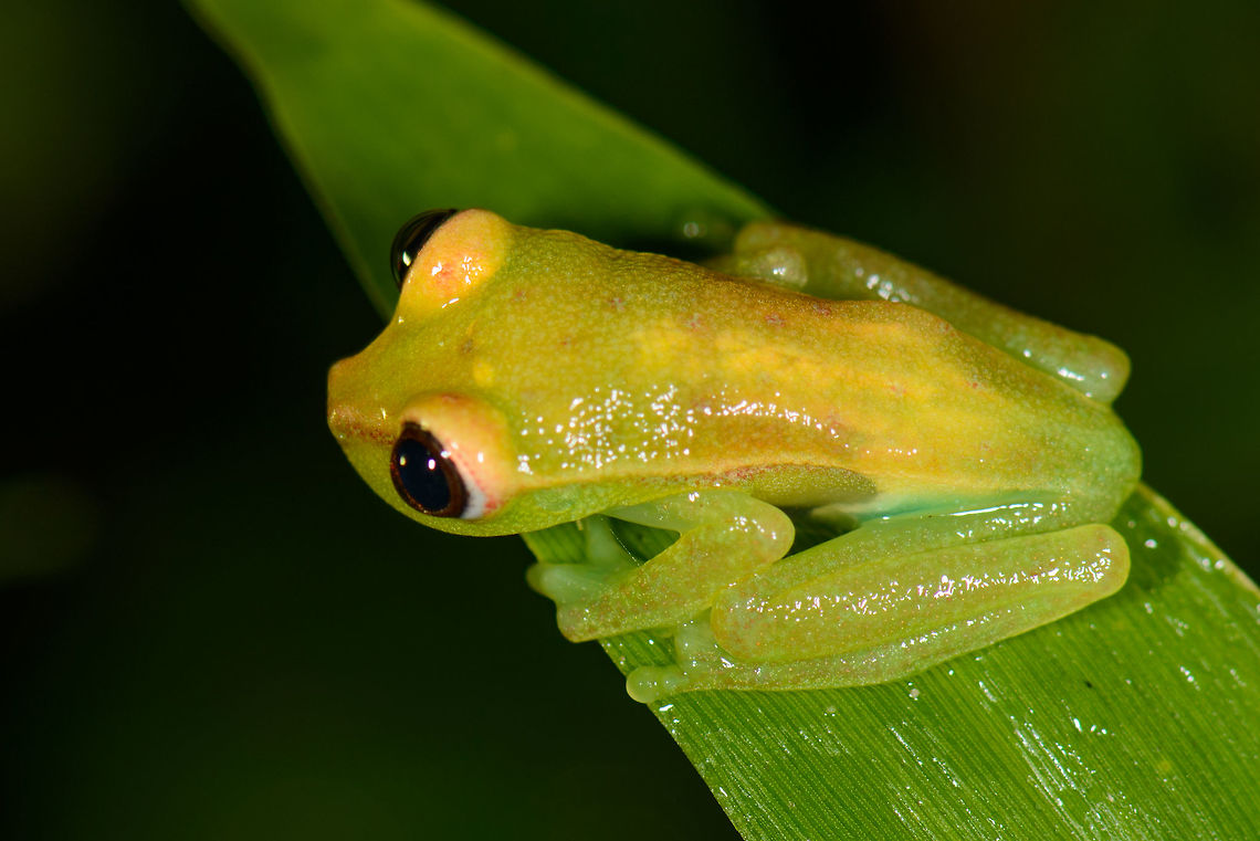 Tiny tree frog - closeup, Santa María, Colombia  Boyacá,Colombia,Hypsiboas punctatus,Polka-dot tree frog,Santa María,South America,World