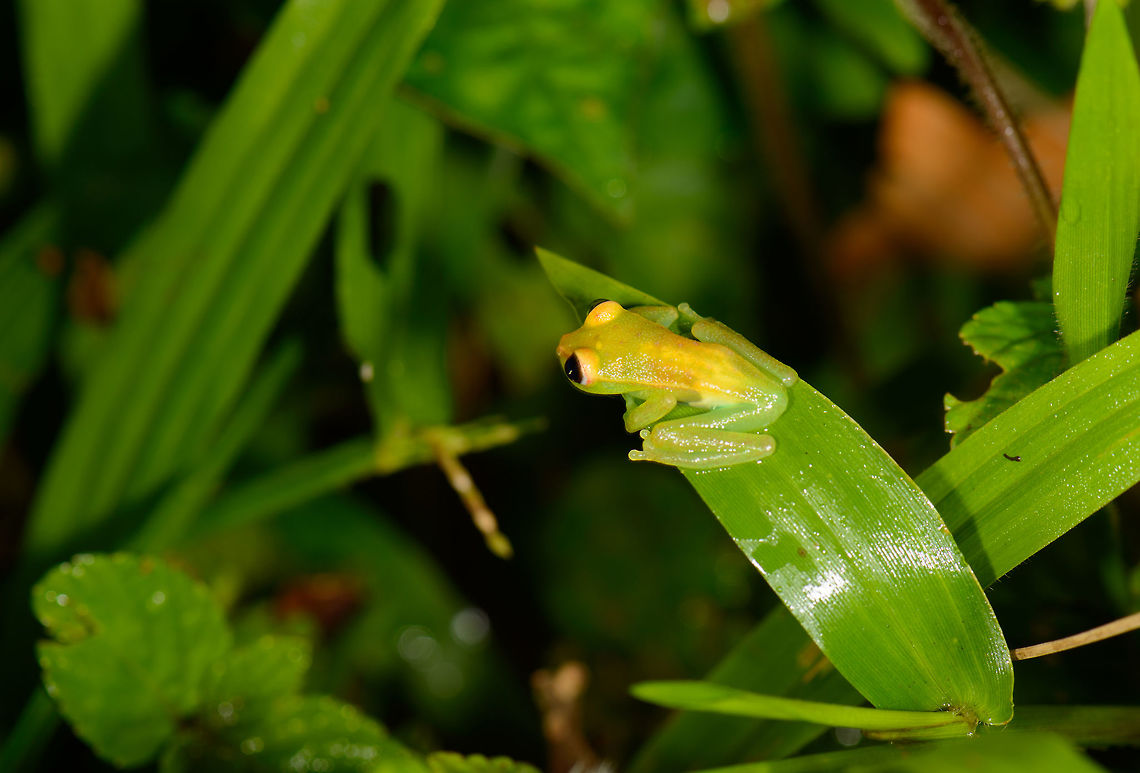 Tiny tree frog, Santa María, Colombia Closeup:<br />
<figure class="photo"><a href="https://www.jungledragon.com/image/48115/tiny_tree_frog_-_closeup_santa_mara_colombia.html" title="Tiny tree frog - closeup, Santa Mar&iacute;a, Colombia"><img src="https://s3.amazonaws.com/media.jungledragon.com/images/2/48115_thumb.jpg?AWSAccessKeyId=05GMT0V3GWVNE7GGM1R2&Expires=1759968010&Signature=mWzOytV5DsuZrBXBF%2BvvKAhfNHs%3D" width="200" height="134" alt="Tiny tree frog - closeup, Santa Mar&iacute;a, Colombia  Boyac&aacute;,Colombia,Hypsiboas punctatus,Polka-dot tree frog,Santa Mar&iacute;a,South America,World" /></a></figure> Boyacá,Colombia,Hypsiboas punctatus,Santa María,South America,World