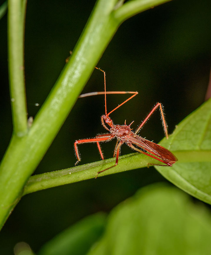 Red Assassin Bug, Santa Mar&iacute;a, Colombia Size is about the size of a human thumb. Boyac&aacute;,Colombia,Ricolla simillima,Santa Mar&iacute;a,South America,World
