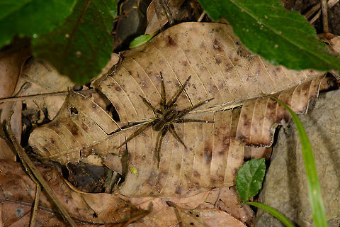 Ctenus or Ancylomet sp., Santa Mar&iacute;a, Colombia ID by Hubert H&ouml;fer.
Interesting characteristic are the white stripes on only the four front legs. Boyac&aacute;,Colombia,Santa Mar&iacute;a,South America,World