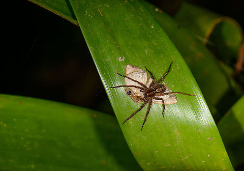 Moth sucked dry by Ctenus sp. spider, Santa Mar&iacute;a, Colombia ID by Hubert H&ouml;fer.
A pretty gruesome scene, yet I had never seen a moth flattened like this.  Boyac&aacute;,Colombia,Santa Mar&iacute;a,South America,World
