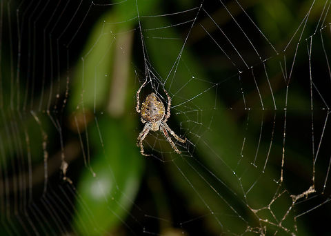 Thorny spider (Eriophora sp.), Santa Mar&iacute;a, Colombia ID by Hubert H&ouml;fer.
It looks a bit different from an ordinary cogweb spider, in particular its body has a weird shape with knobs. Boyac&aacute;,Colombia,Santa Mar&iacute;a,South America,World